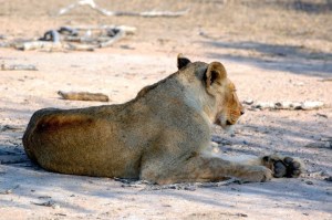 sudafrica quelli con la valigia