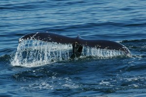 Sudafrica. Quelli con la valigia