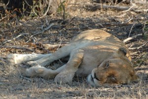 sudafrica quelli con la valigia