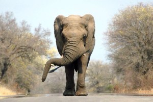 sudafrica quelliconlavaligia