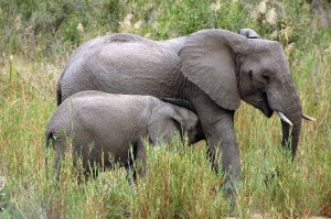 sudafrica quelli con la valigia