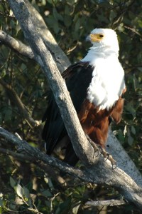 sudafrica quelli con la valigia