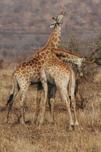 sudafrica quelli con la valigia