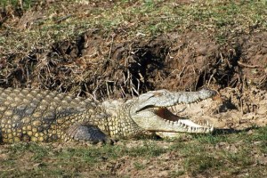 sudafrica quelli con la valigia