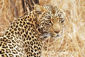 sudafrica quelli con la valigia