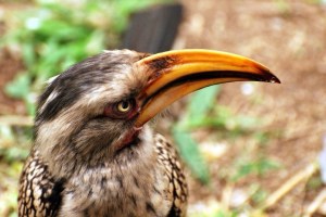 sudafrica quelli con la valigia