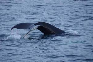 702776_10206091356985109_2116885276_n